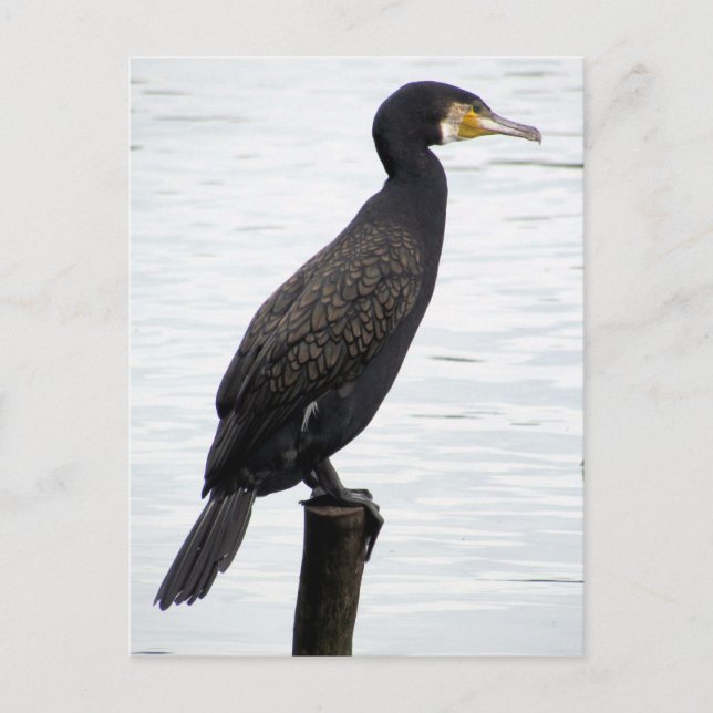 Cormorant Postcard (Front)