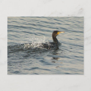Cormorant Swimming Postcard