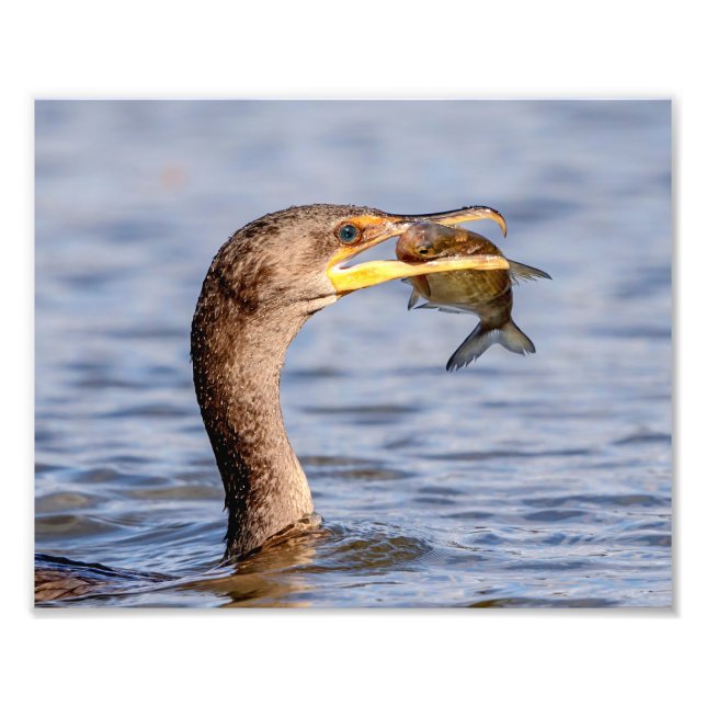 Cormorant with a fish photo print (Front)