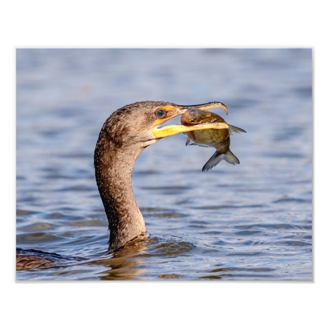 Cormorant with a fish photo print (Front)