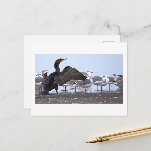  Cormorant with Seagulls Postcard (Front/Back In Situ)