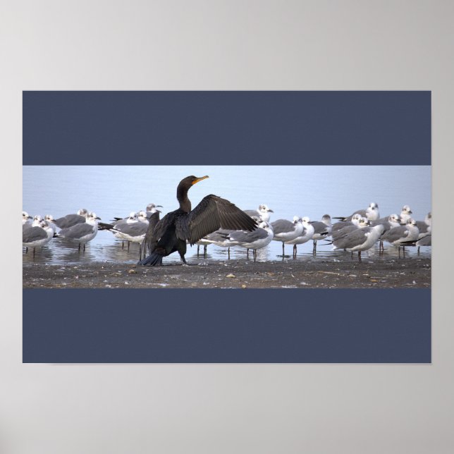 Cormorant with Seagulls Poster (Front)