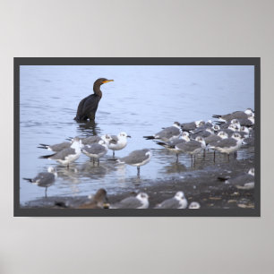Cormorant with Seagulls Poster