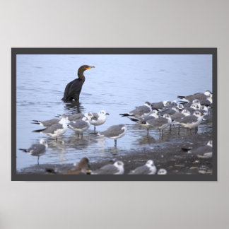 Cormorant with Seagulls Poster 