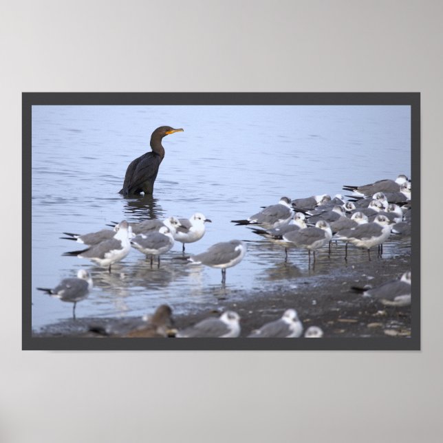 Cormorant with Seagulls Poster  (Front)