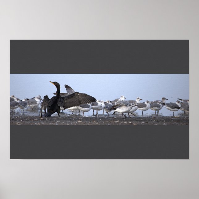 Cormorant with Seagulls Poster  (Front)