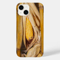 Corn Cobb On Stalk