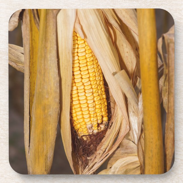Corn Cobb On Stalk Coaster (Front)