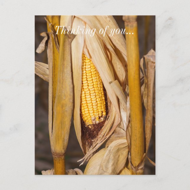 Corn Cobb On Stalk Thinking Of You Postcard (Front)