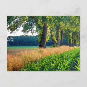 Corn Field Border Postcard