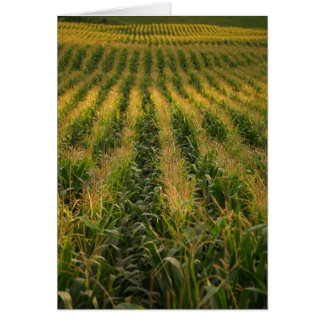 Corn field Card