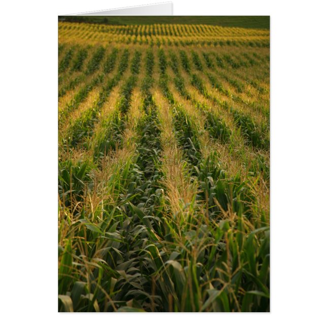 Corn field Card (Front)
