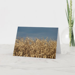 Corn Field Card