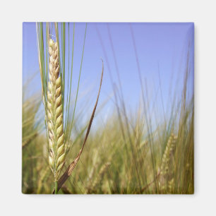 Corn Field Magnet