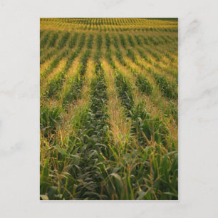Corn field postcard