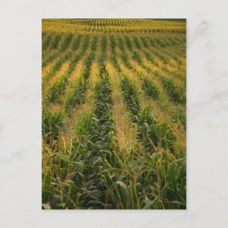 Corn field postcard