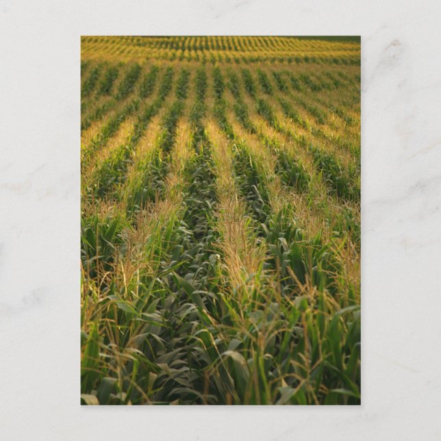 Corn field postcard (Front)