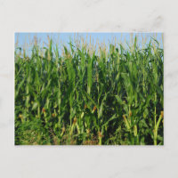 Corn Field