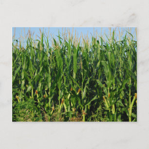 Corn Field Postcard