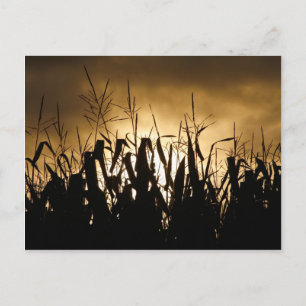 Corn field Silhouettes Postcard