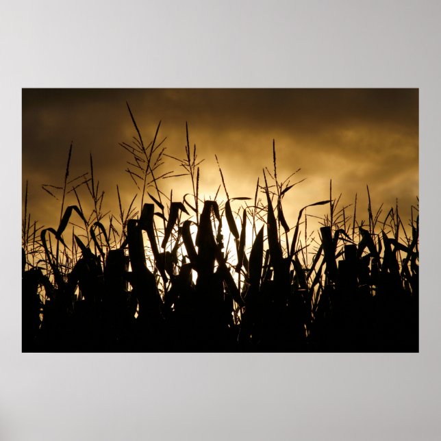 Corn field Silhouettes Poster (Front)
