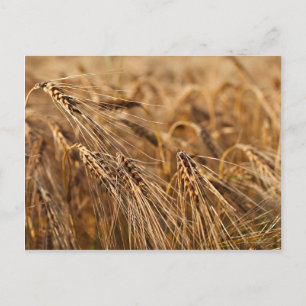 Corn field with grain postcard