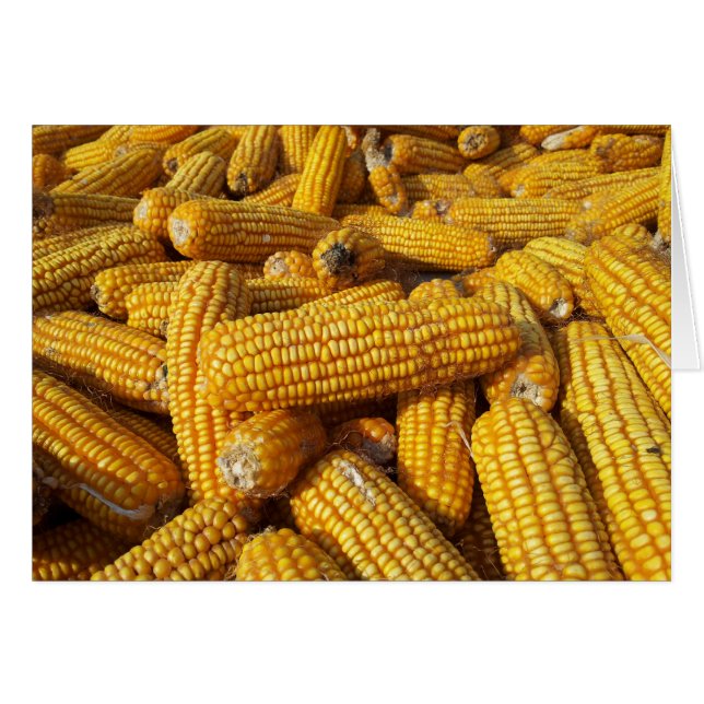 Corn Harvest (Front Horizontal)