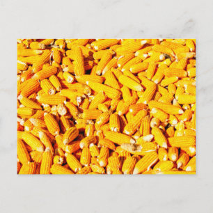 Corn on The Cob Postcard