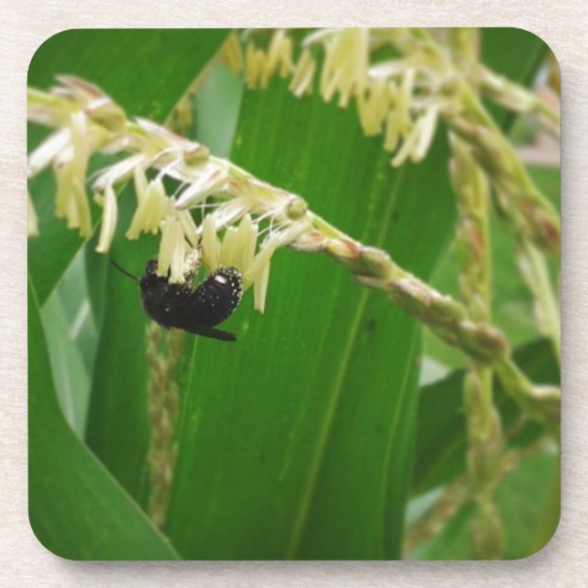 Corn pollen is yummy to the bees today. coaster (Front)
