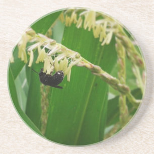 Corn pollen is yummy to the bees today. coaster