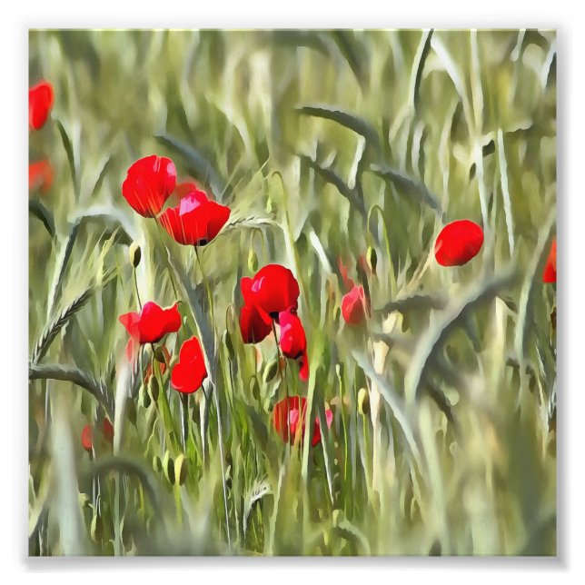 Corn Poppies Photo Print (Front)