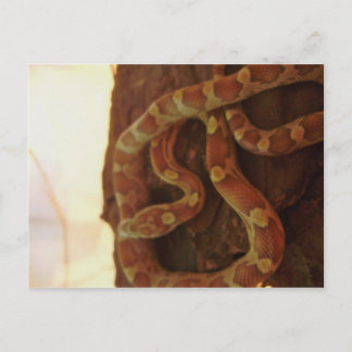Corn Snake Postcard