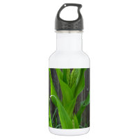 Corn Stalk