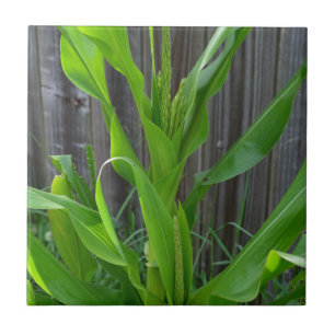 Corn Stalk Tile