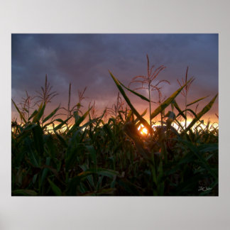 Corn Sunset  - Print