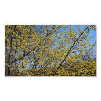Cornelian Cherry Dogwood and Blue Sky Floral Photo Print