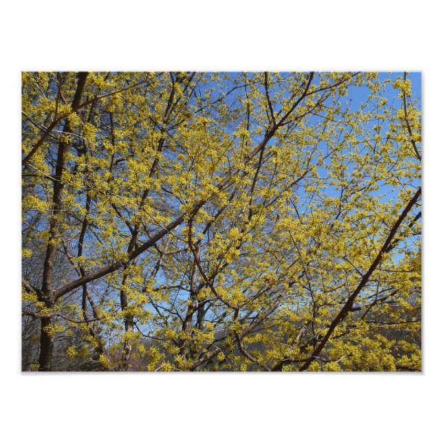 Cornelian Cherry Dogwood and Blue Sky Floral Photo Print (Front)