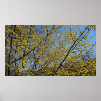 Cornelian Cherry Dogwood and Blue Sky Floral Poster