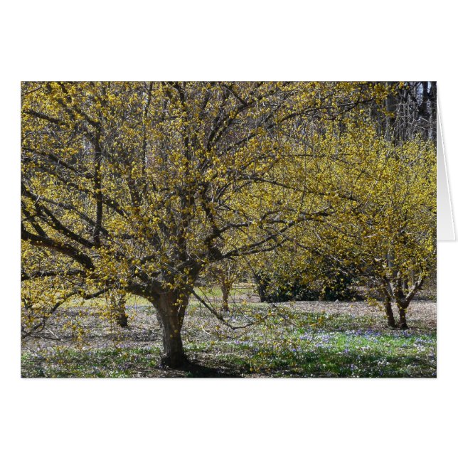 Cornelian Cherry Dogwood and Glory of the Snow (Front Horizontal)