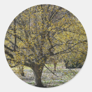 Cornelian Cherry Dogwood and Glory of the Snow Classic Round Sticker