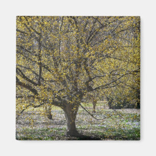 Cornelian Cherry Dogwood and Glory of the Snow Magnet