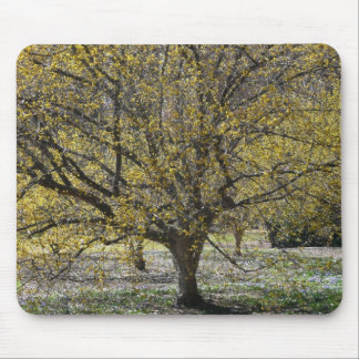 Cornelian Cherry Dogwood and Glory of the Snow Mouse Pad