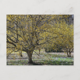 Cornelian Cherry Dogwood and Glory of the Snow Postcard