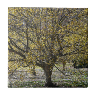 Cornelian Cherry Dogwood and Glory of the Snow Tile