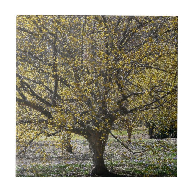 Cornelian Cherry Dogwood and Glory of the Snow Tile (Front)