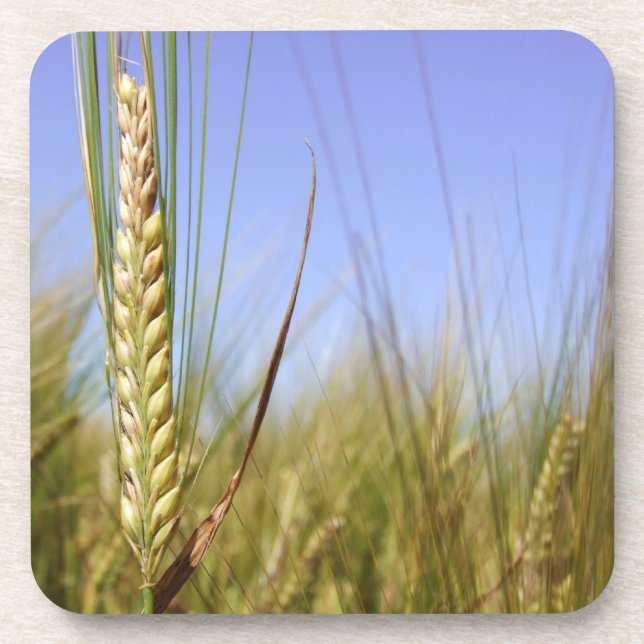 Cornfield Coasters (Front)