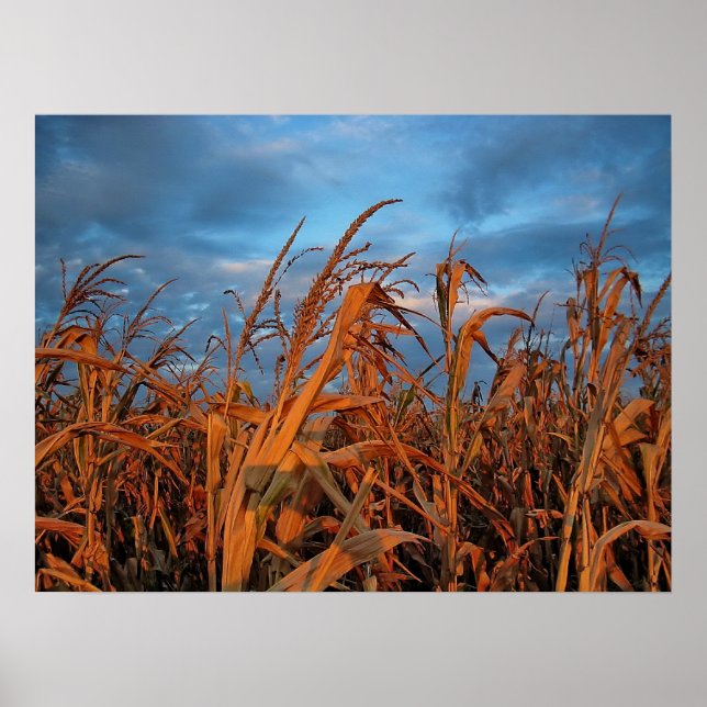 Cornfield Poster (Front)