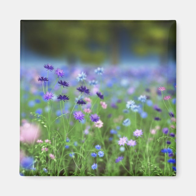 Cornflower Blue Magnet (Front)