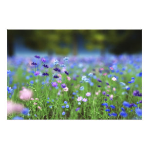 Cornflower Blue Photo Print