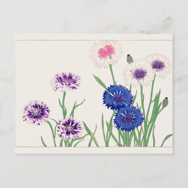 Cornflower by Tanigami Konan Postcard (Front)